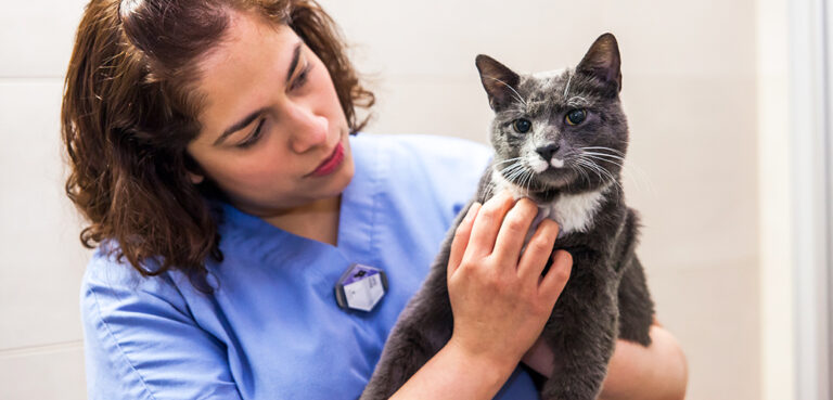 cat-care_cat-diseases_main-image